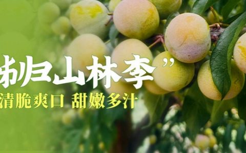 【全国包邮】现摘现发！19.9元抢39.9元『秭归山林李』4斤装（约85-100个）
