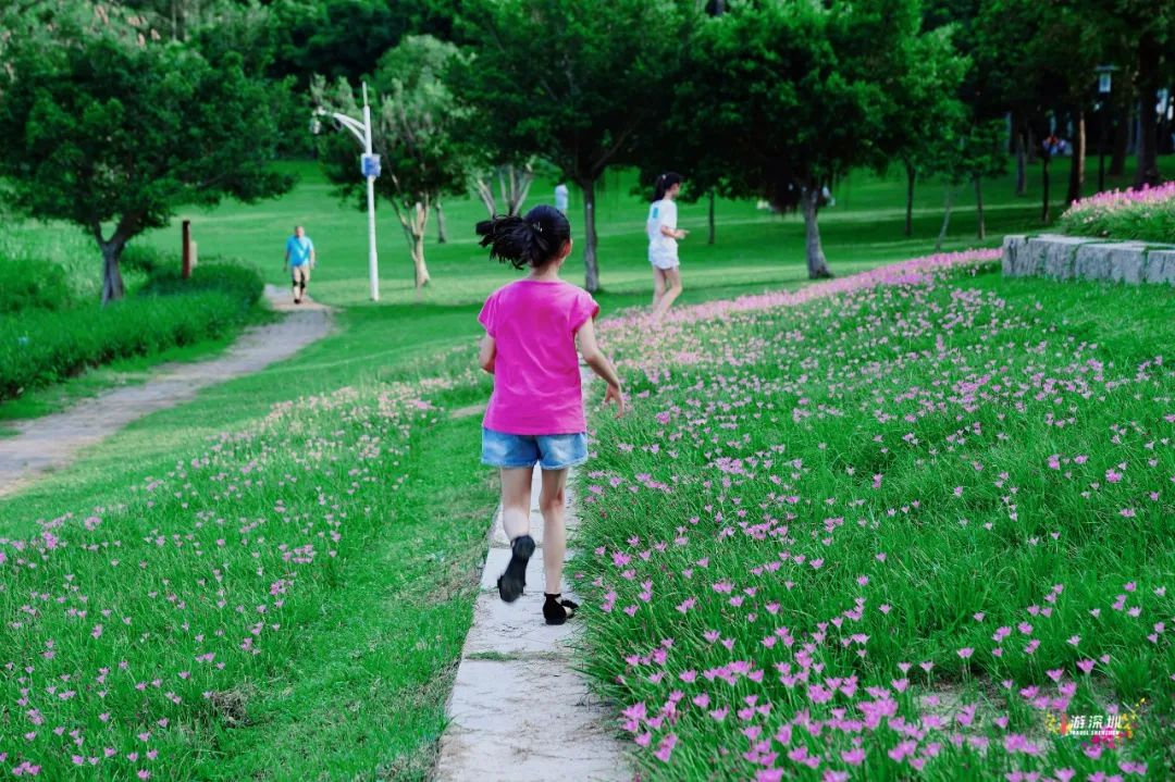 花漾之旅 | 深圳这片粉色梯田花海，藏在市中心的小森林里