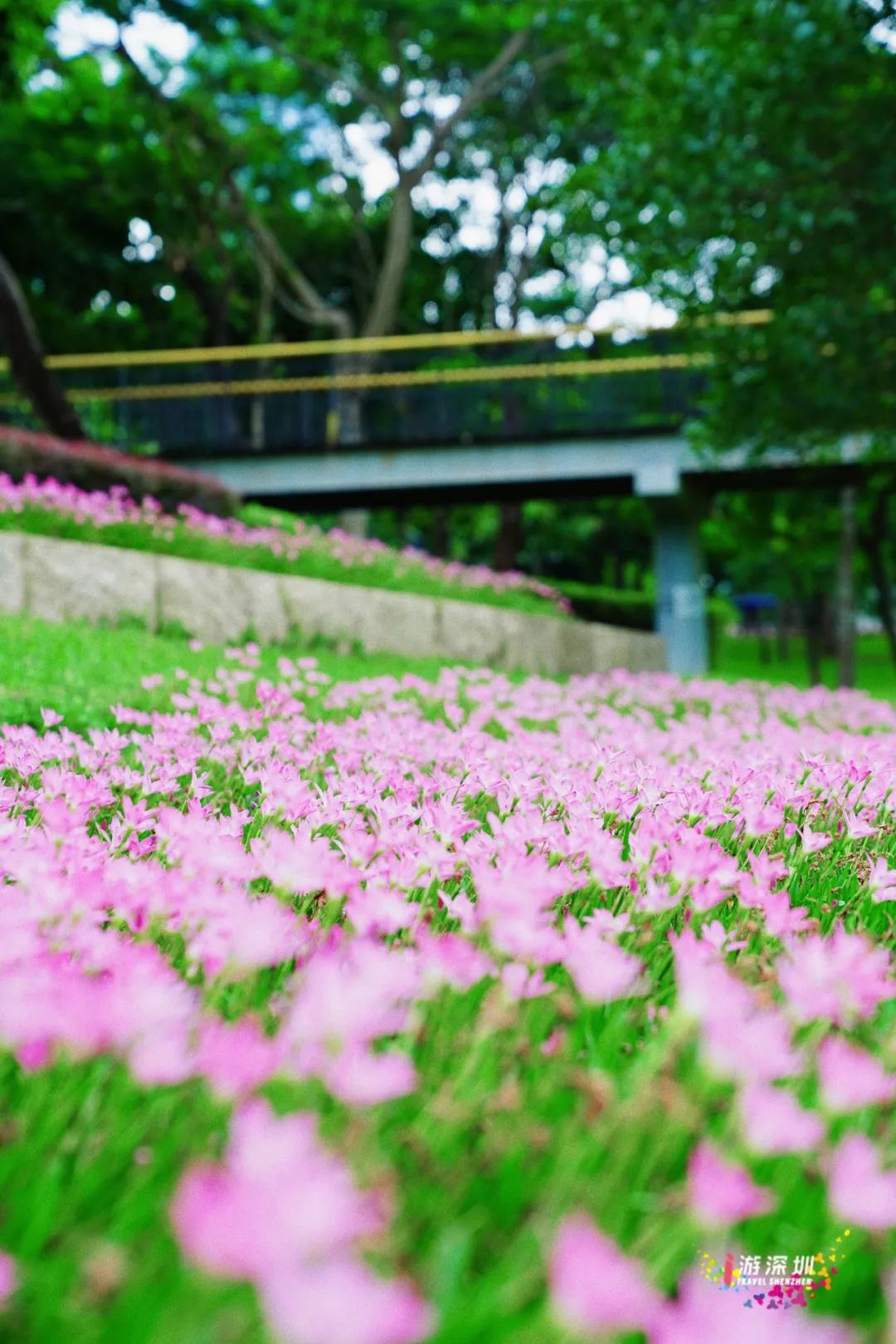 花漾之旅 | 深圳这片粉色梯田花海，藏在市中心的小森林里