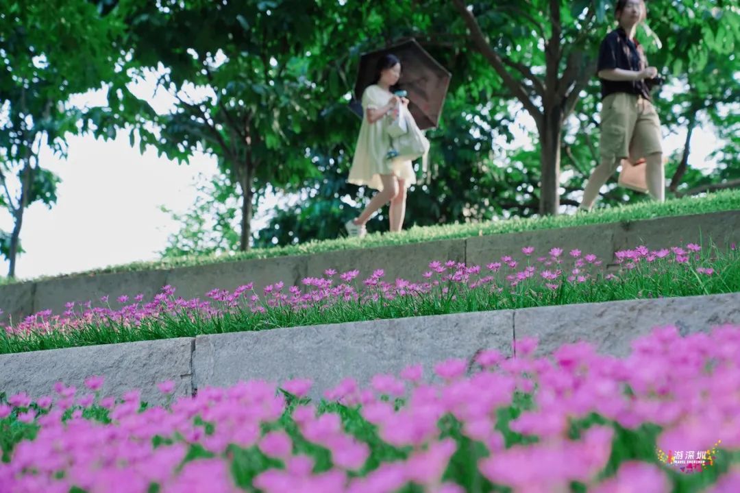 花漾之旅 | 深圳这片粉色梯田花海，藏在市中心的小森林里