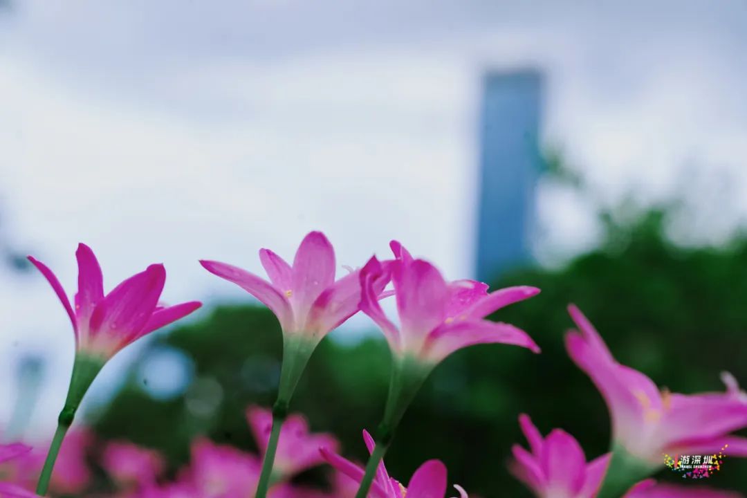 花漾之旅 | 深圳这片粉色梯田花海，藏在市中心的小森林里