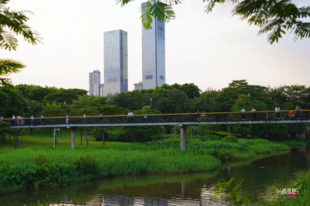 花漾之旅 | 深圳这片粉色梯田花海，藏在市中心的小森林里