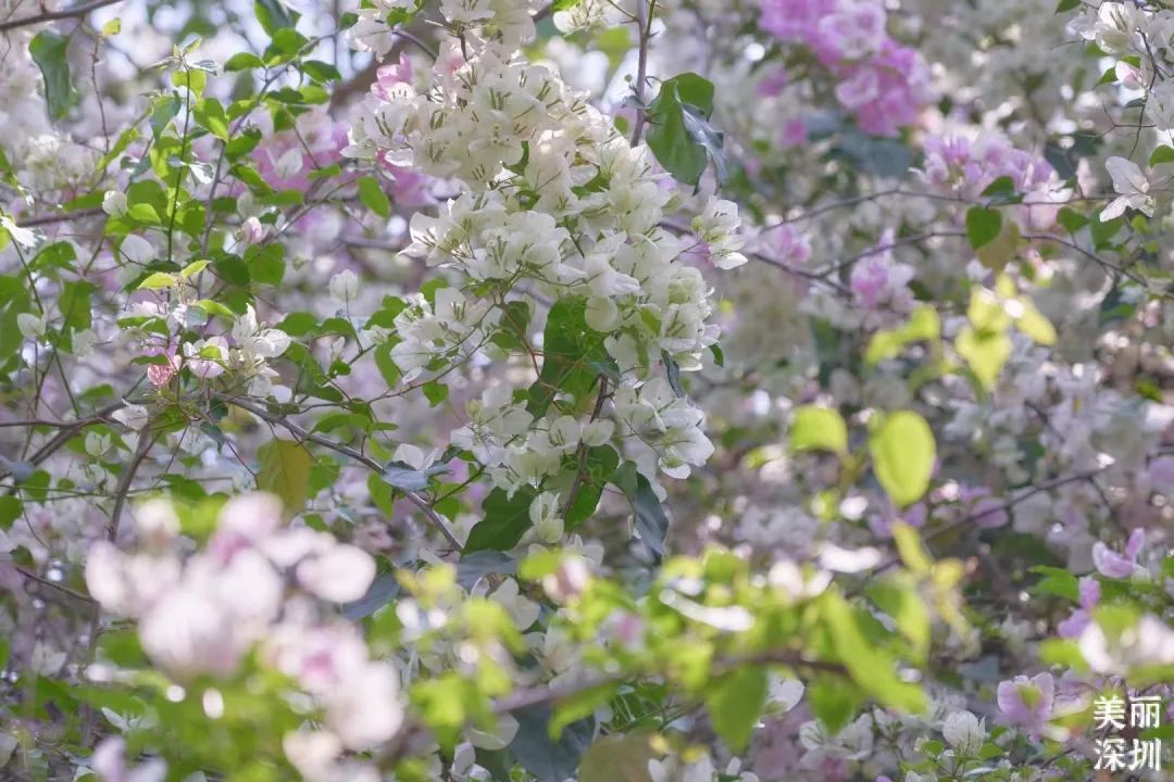 9月花历 | 愿美好如期而至，你好，九月！