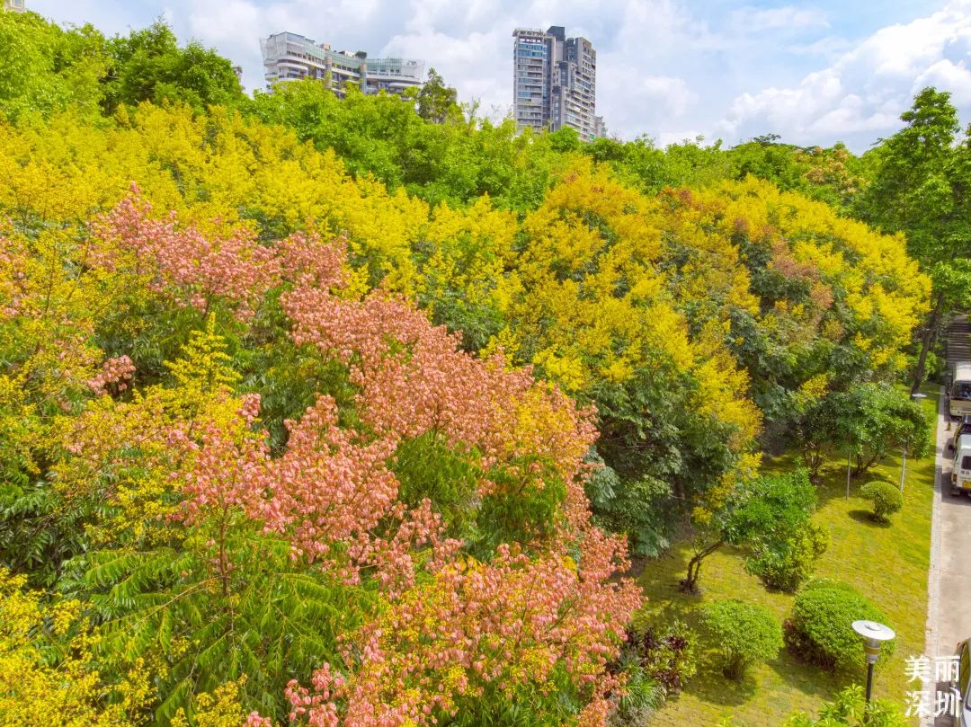 9月花历 | 愿美好如期而至，你好，九月！