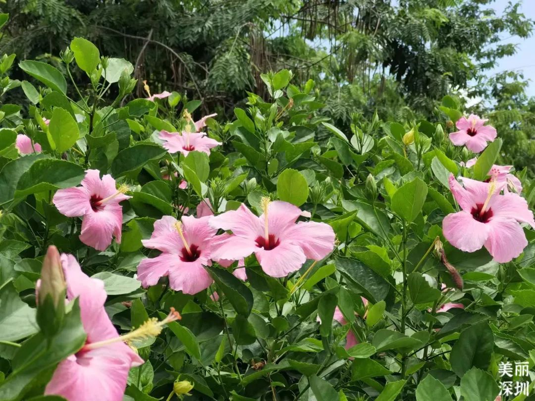 9月花历 | 愿美好如期而至，你好，九月！