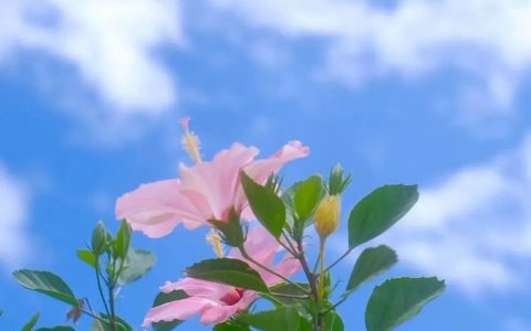 【深圳9月花历】愿美好如期而至~~