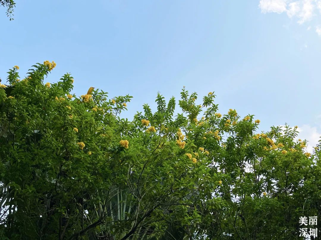 10月花历 | 金秋十月，各色秋花争奇斗艳