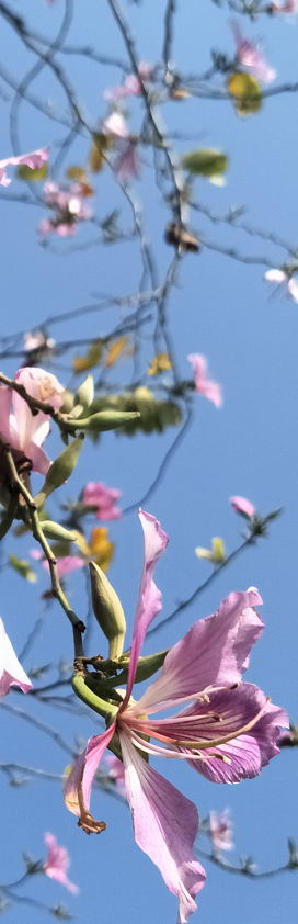 10月花历 | 金秋十月，各色秋花争奇斗艳