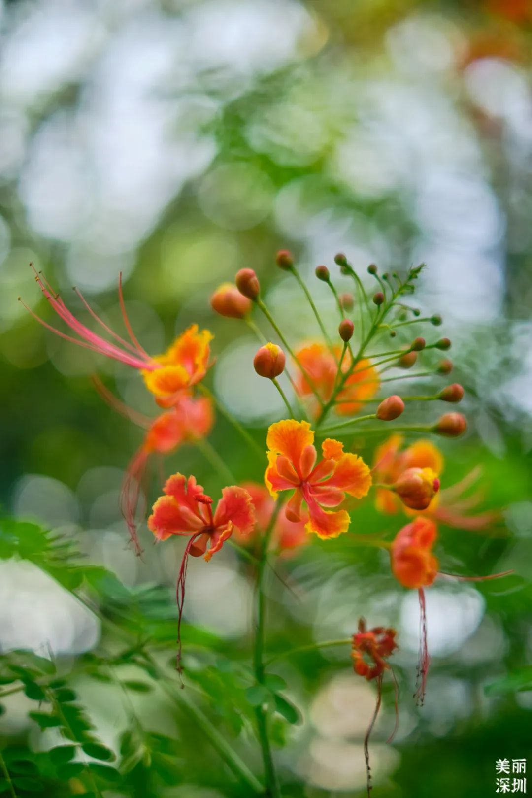 10月花历 | 金秋十月，各色秋花争奇斗艳