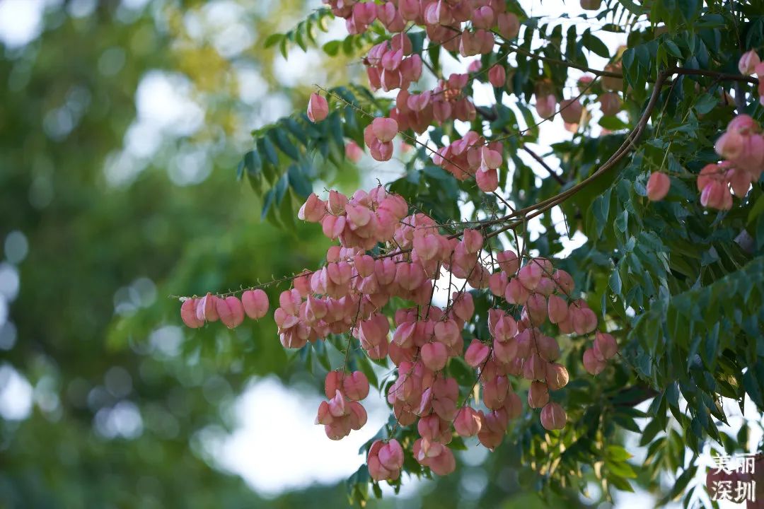 10月花历 | 金秋十月，各色秋花争奇斗艳