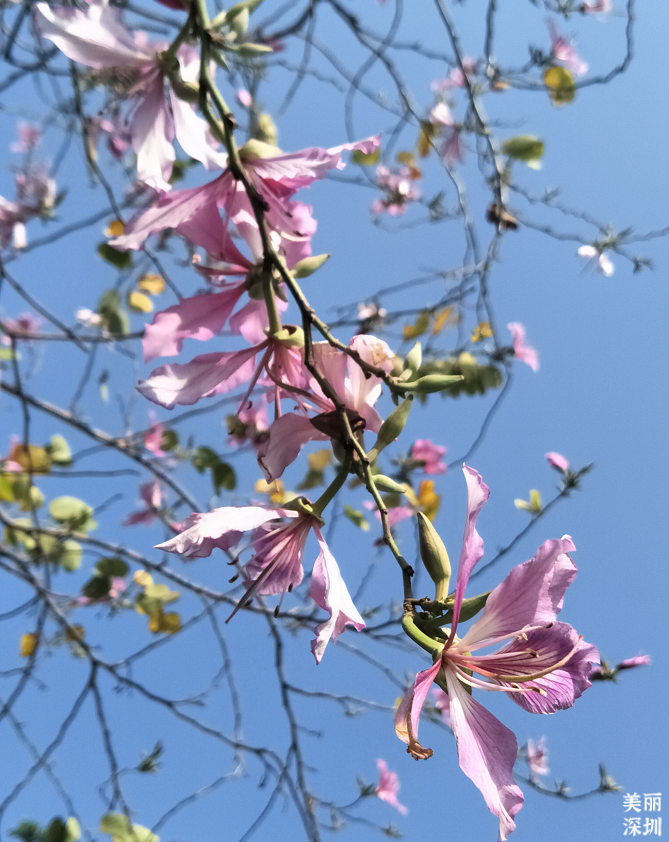 10月花历 | 金秋十月，各色秋花争奇斗艳