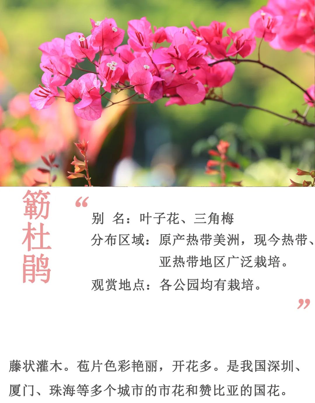 10月花历 | 金秋十月，各色秋花争奇斗艳