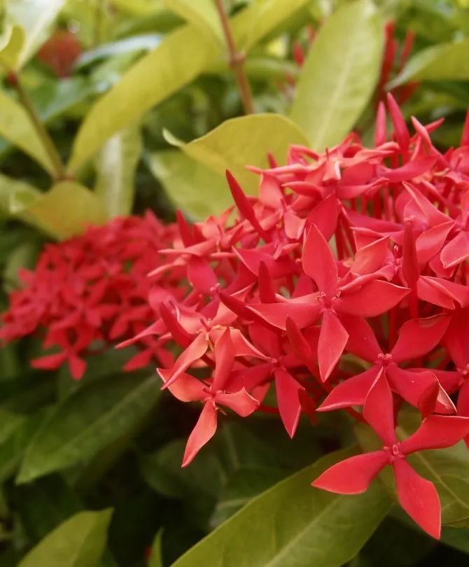 十一月花历 | 鹏城花开惹人醉，游园赏花乐开怀