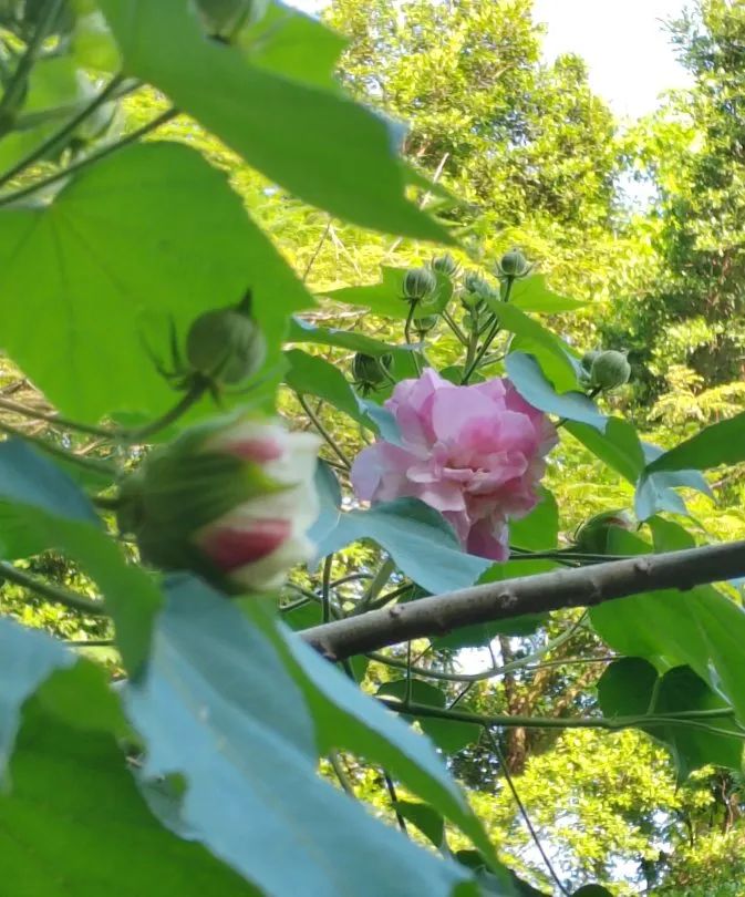 十一月花历 | 鹏城花开惹人醉，游园赏花乐开怀