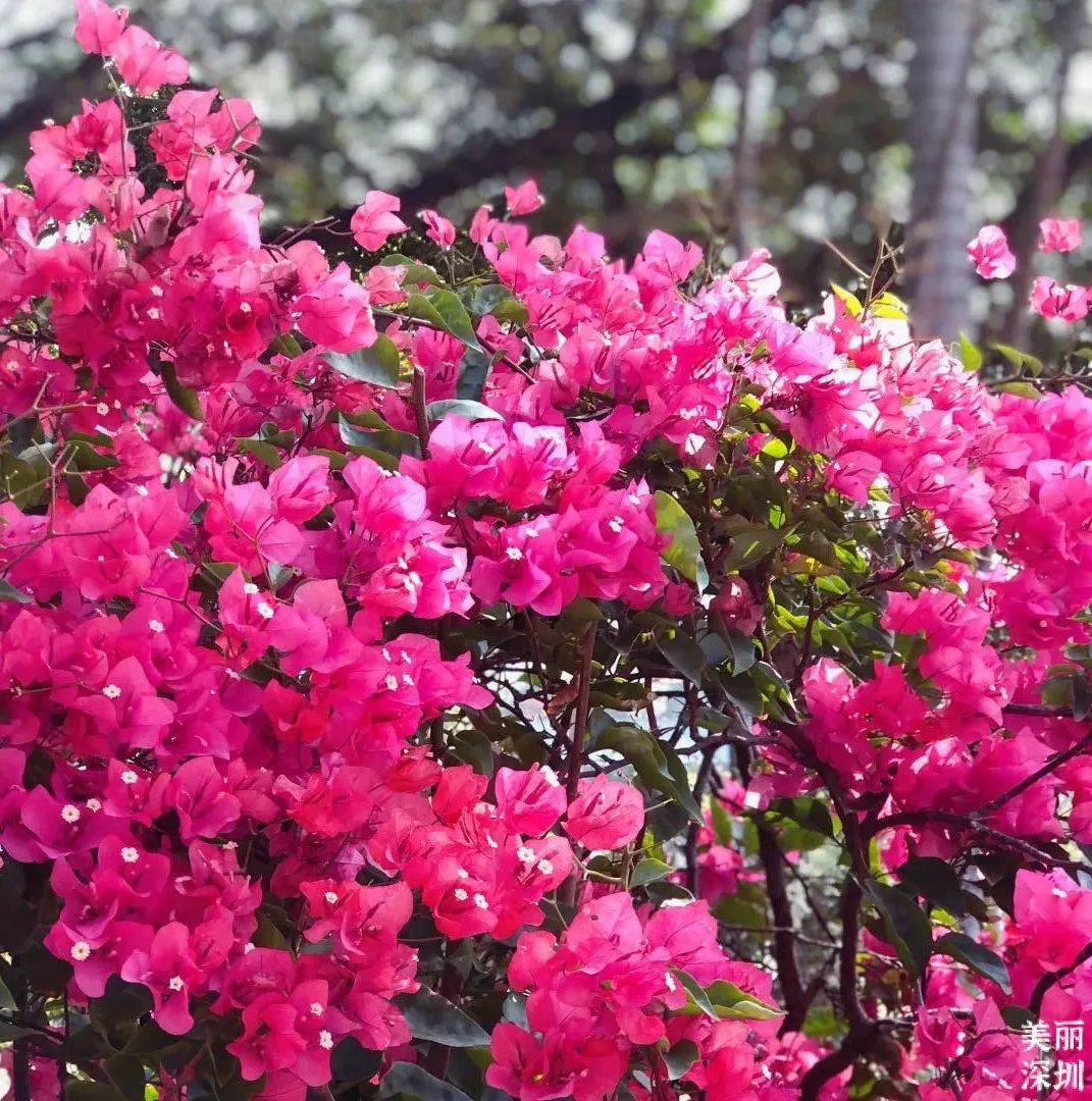 十一月花历 | 鹏城花开惹人醉，游园赏花乐开怀