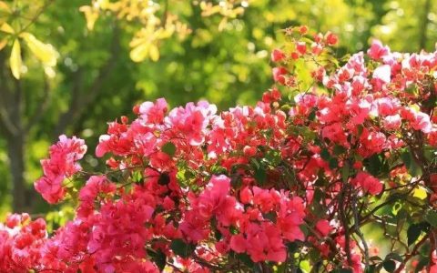 深圳十一月花历 | 鹏城花开惹人醉，游园赏花乐开怀