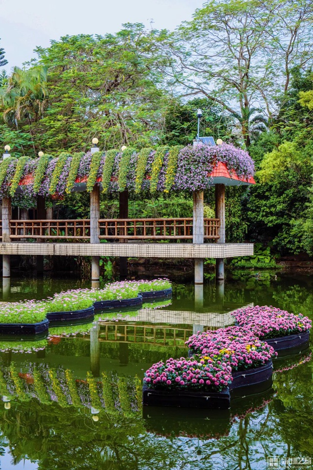 022年深圳东湖公园菊花展来啦~"