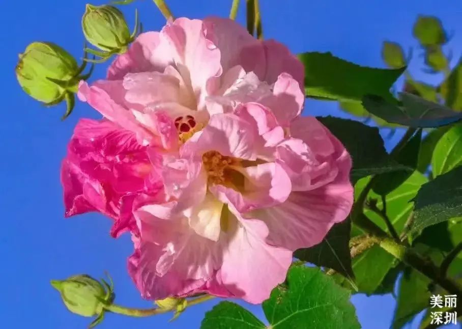 十一月花历 | 鹏城花开惹人醉，游园赏花乐开怀