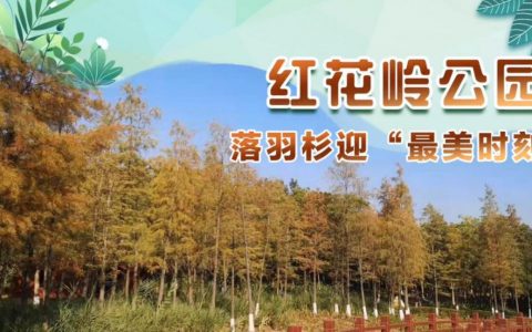 【红花岭公园】寻找深圳秋冬成片落羽杉（将近5000棵），龙岗绝美小森林公园！