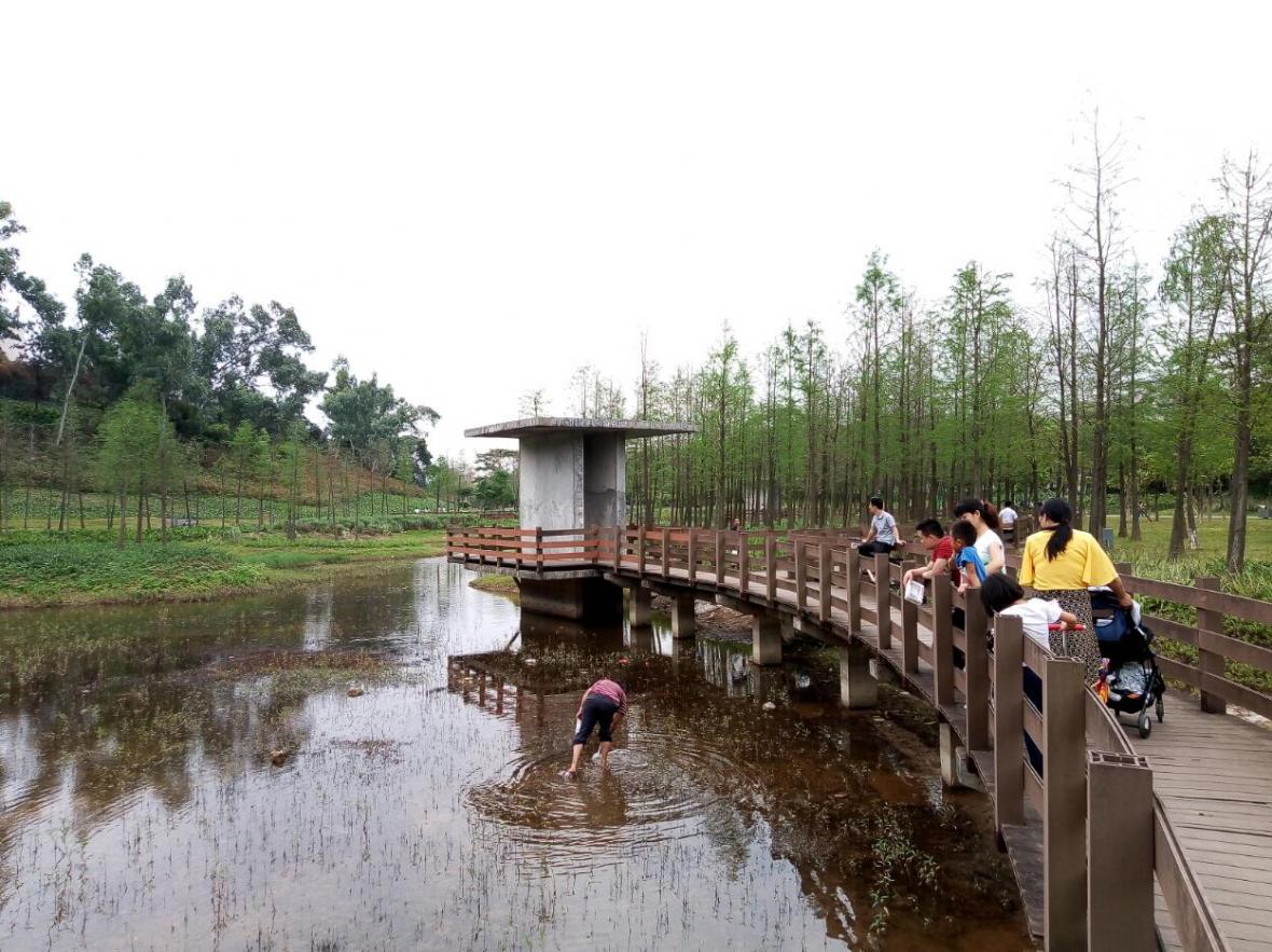 【红花岭公园】寻找深圳秋冬成片落羽杉（将近5000棵），龙岗绝美小森林公园！