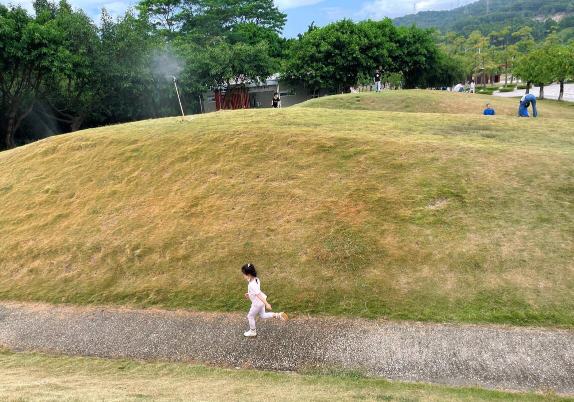 【红花岭公园】寻找深圳秋冬成片落羽杉（将近5000棵），龙岗绝美小森林公园！