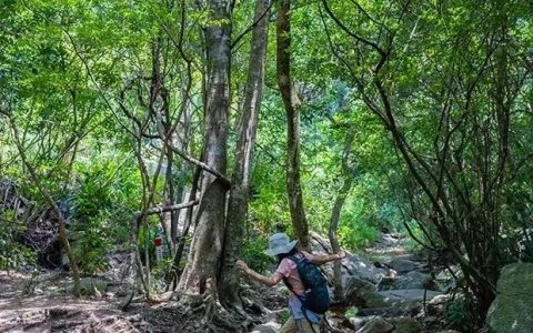 山脉为线，串起叠翠人文！坪山区82.2公里远足径郊野径全线贯通
