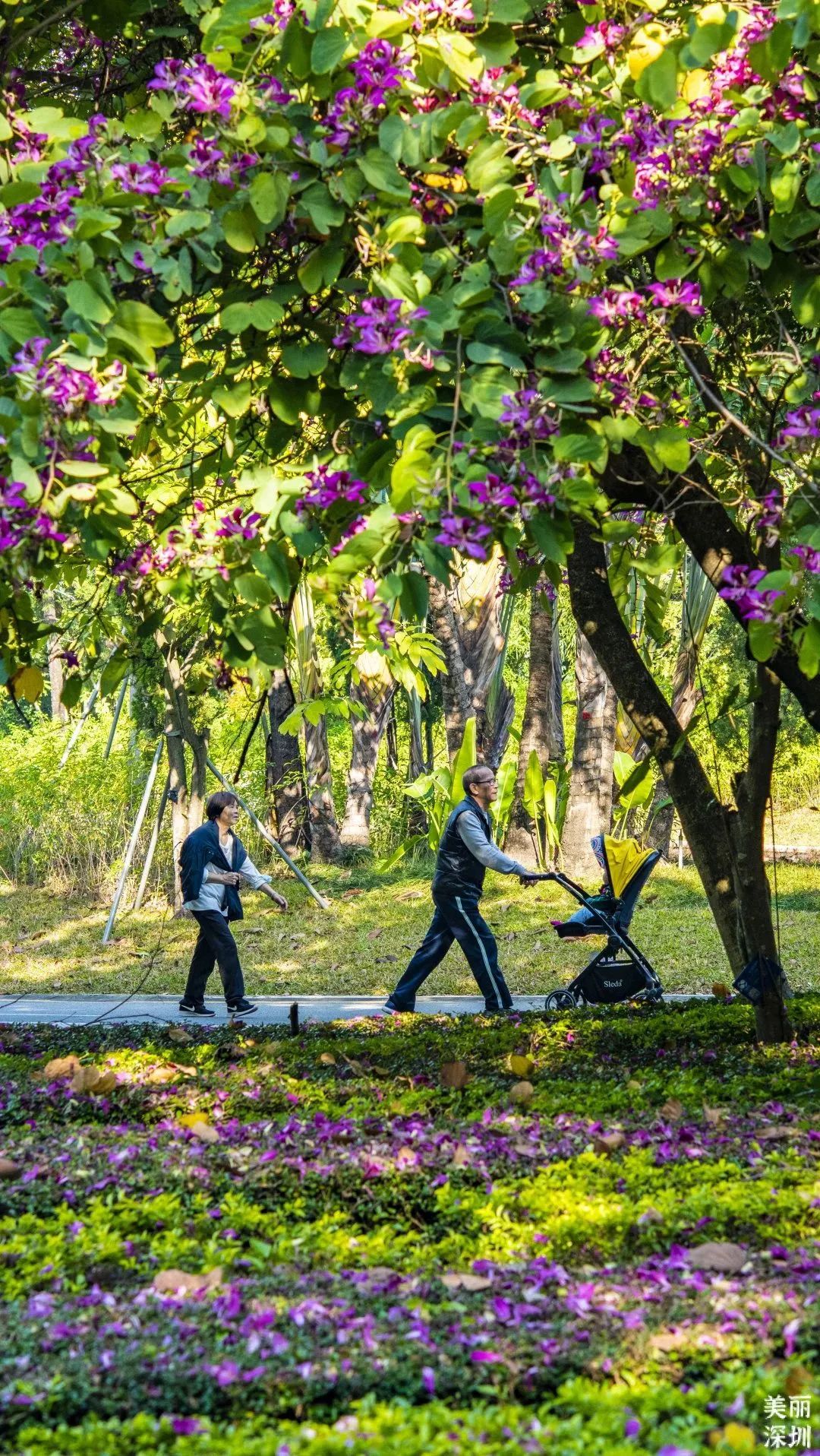 1月花历 | 感受深圳冬日的幸福