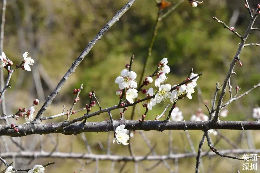 1月花历 | 感受深圳冬日的幸福