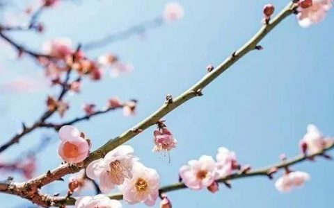 深圳梅园梅花开啦，绝美打卡地不容错过~~