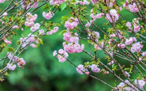 【龙华·门票】早鸟票预售！9.9元抢60元深圳观澜山水田园樱花节，春节邀你来赏樱