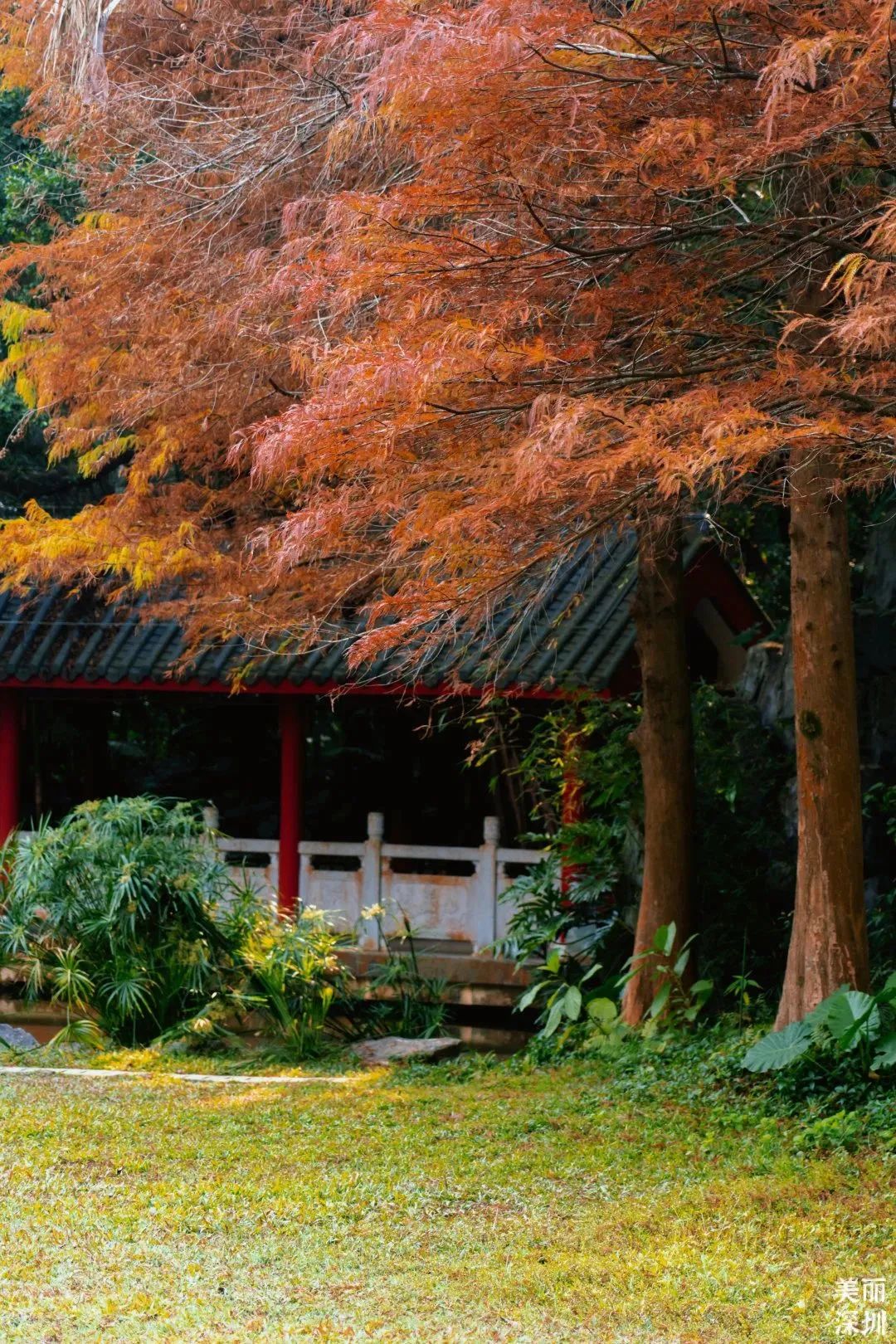 1月花历 | 感受深圳冬日的幸福