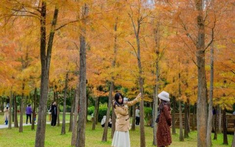 深圳1月花历 | 感受深圳冬日的幸福