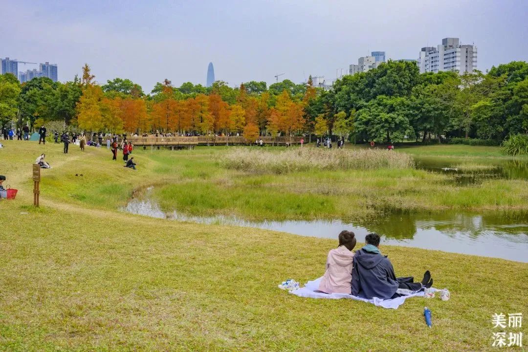 1月花历 | 感受深圳冬日的幸福