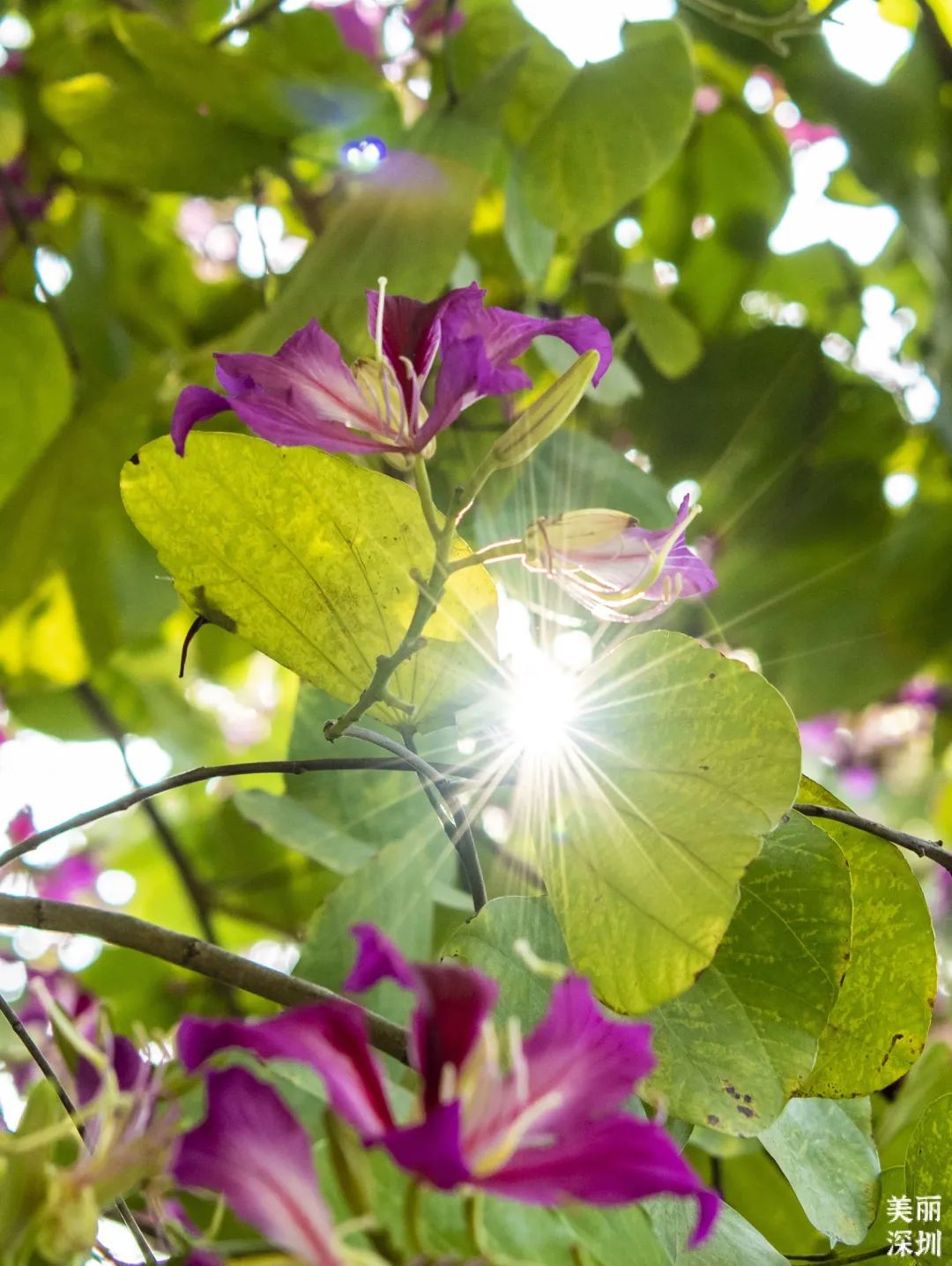 1月花历 | 感受深圳冬日的幸福