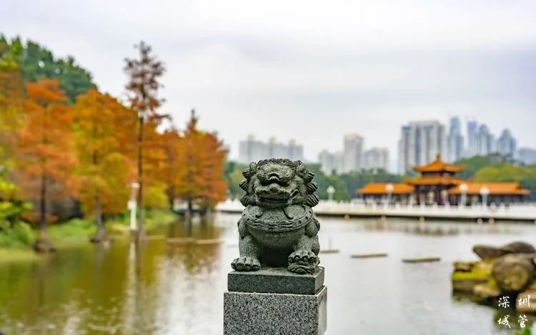 冬日限定浪漫！2023落羽杉正当“红”