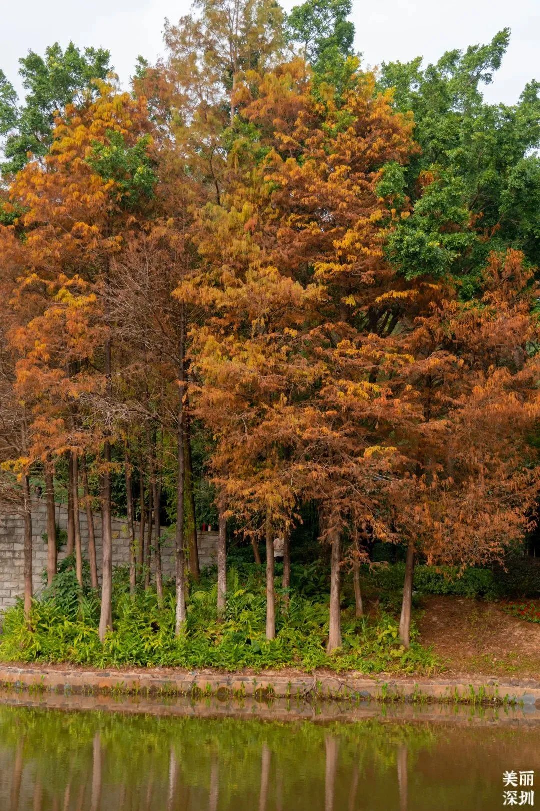 1月花历 | 感受深圳冬日的幸福