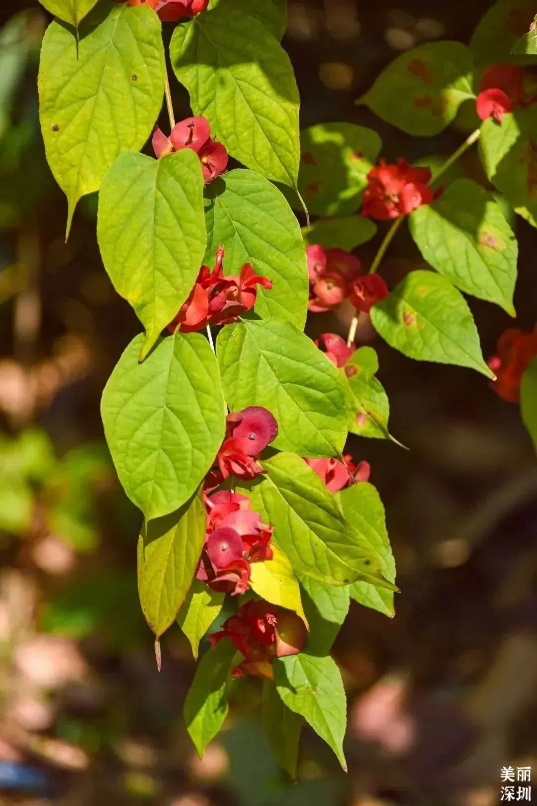 1月花历 | 感受深圳冬日的幸福