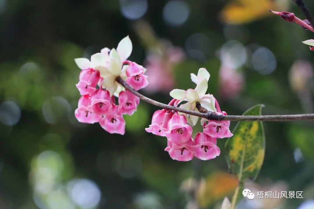 山花已盛开，赏花正当时