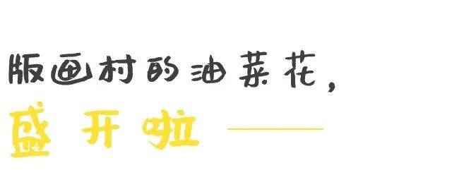 赏花田满目金黄，显古村一方春色