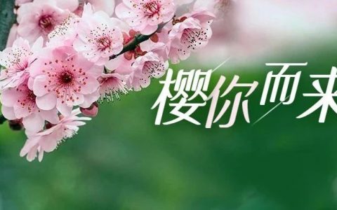 绝美！樱花主题公园浪漫花海惊艳深圳的春天