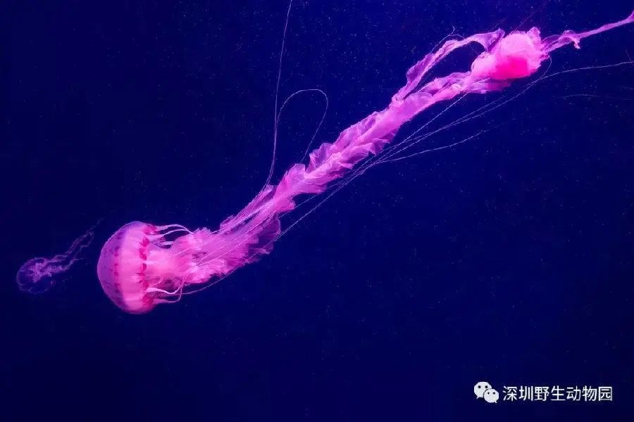 限时！不足5折！“深圳野生动物园+世界之窗 ”全民全天票联票！收获双重快乐！3.1-4.30任一天可用！