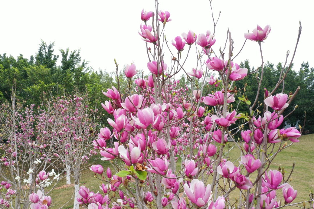 花开深圳｜邂逅粉紫浪漫，“木兰”等你来！