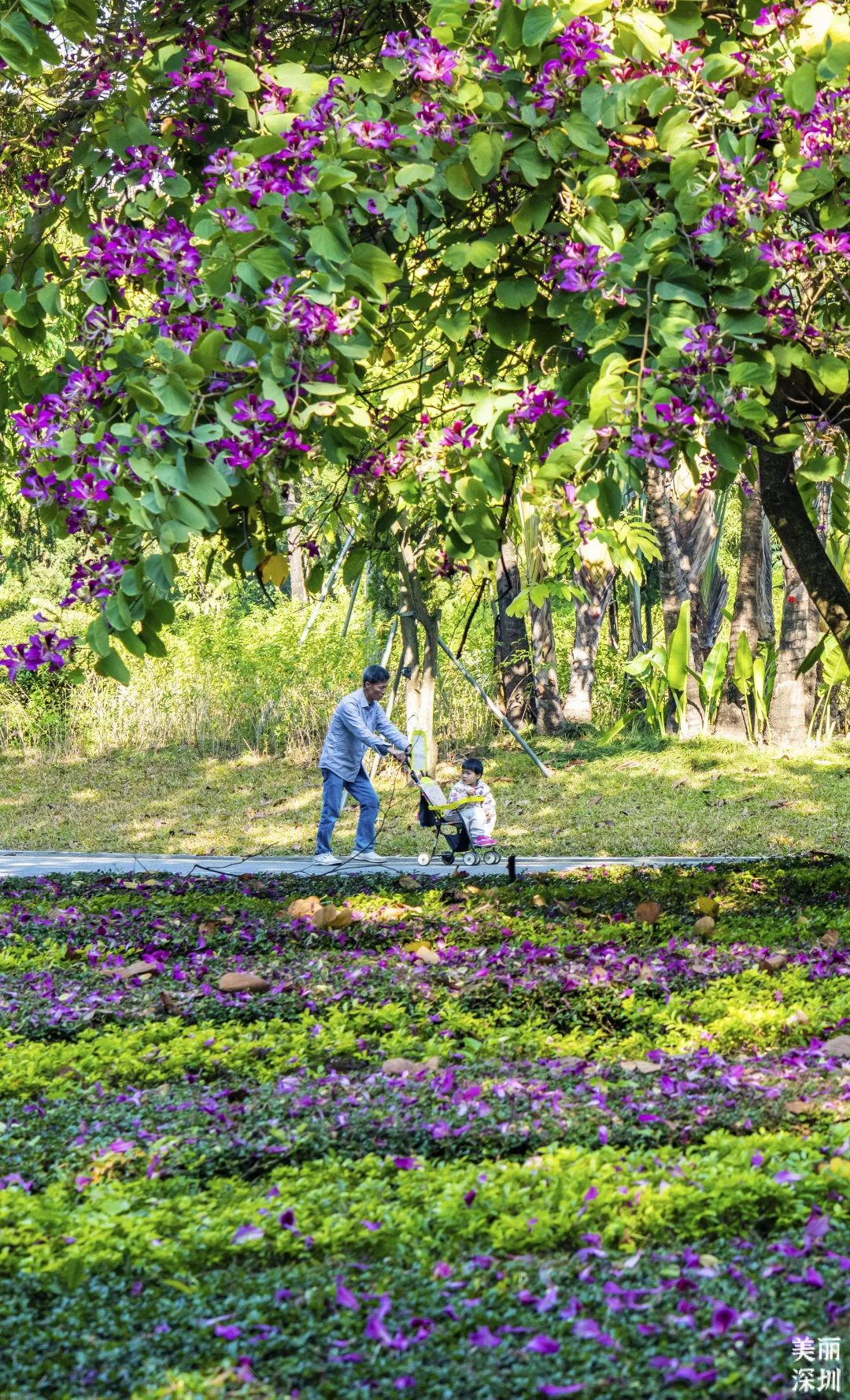 2月花历 | 春日花开好，浪漫在公园