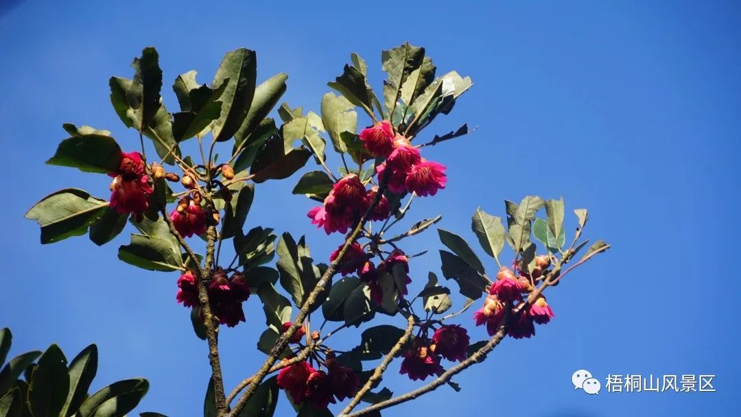 山花已盛开，赏花正当时