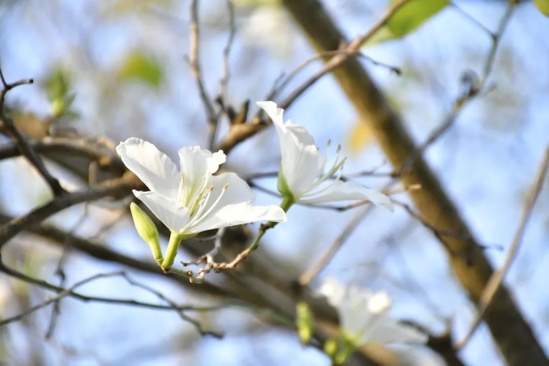 最新消息：东莞松山湖开始预约模式