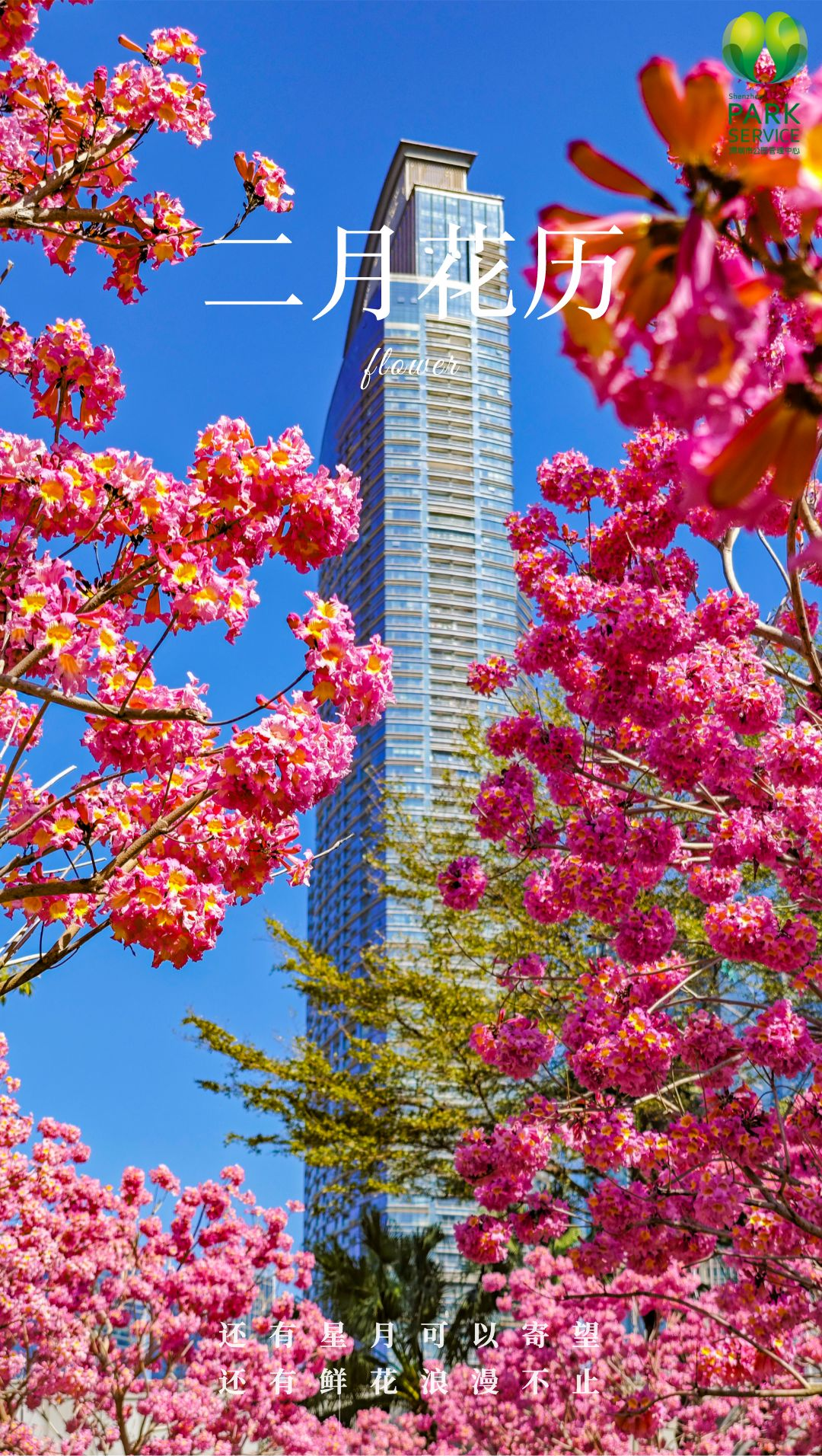 2月花历 | 春日花开好，浪漫在公园