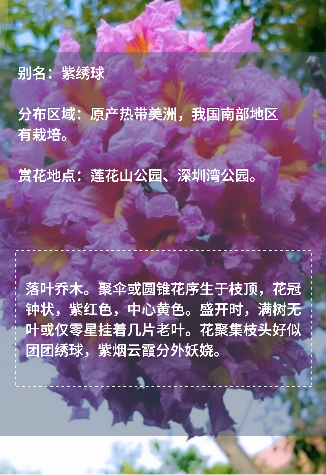 2月花历 | 春日花开好，浪漫在公园