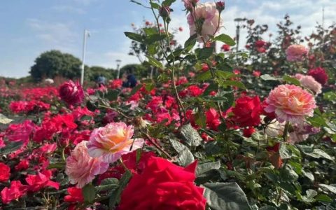 春光正好，宝安这片临湖月季花海太美了！