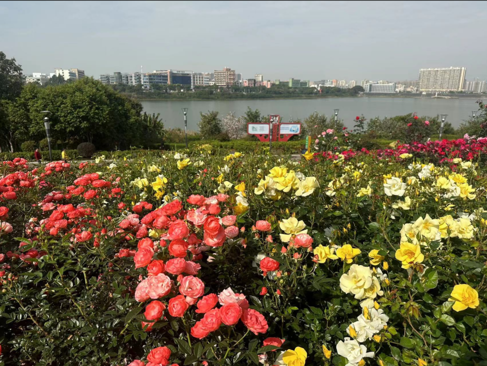 粉、红、黄、紫……宝安这片月季花海临着湖畔，太美了！