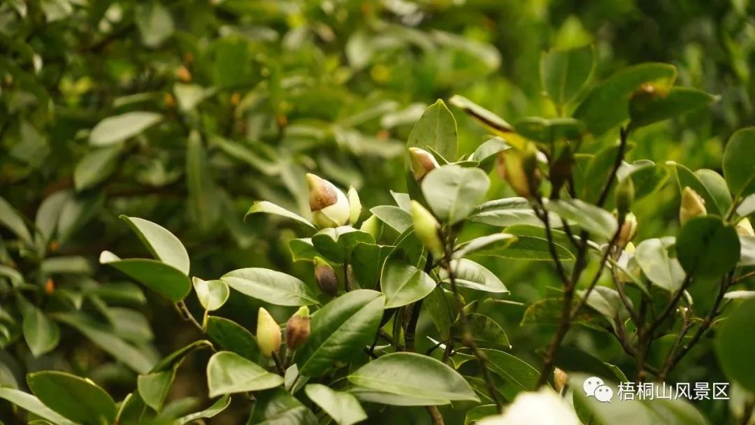 山花已盛开，赏花正当时